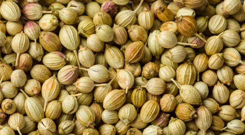 Coriander Seeds_