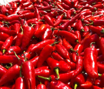 Red Chillies